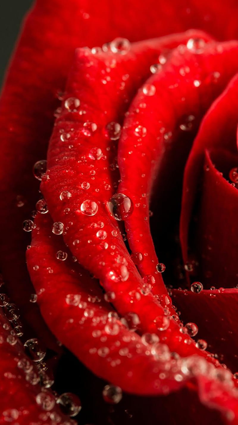 Rossa Rosa, flowers, rose, HD phone wallpaper