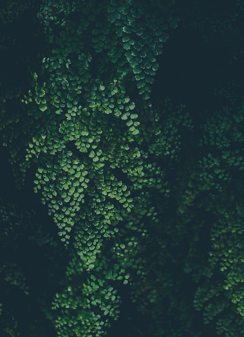 nature, plants, green, foliage, leaves, HD phone wallpaper
