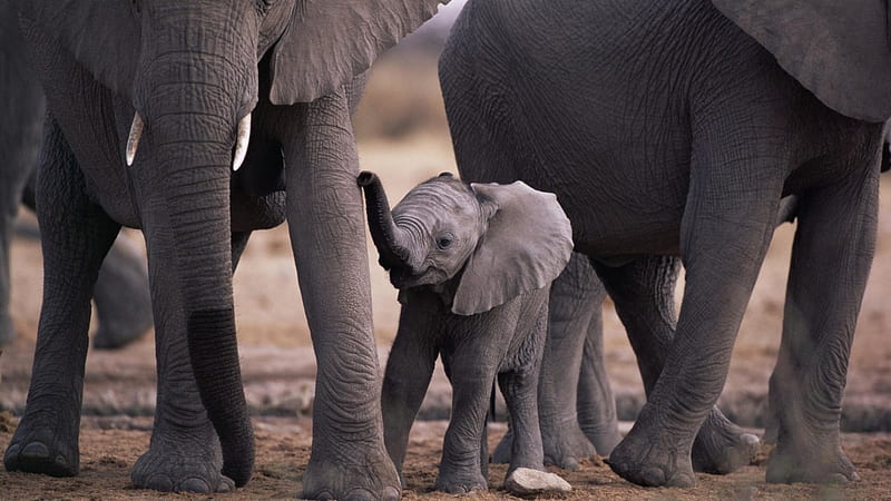 baby elephant, baby, elephant, animal, herd, HD wallpaper