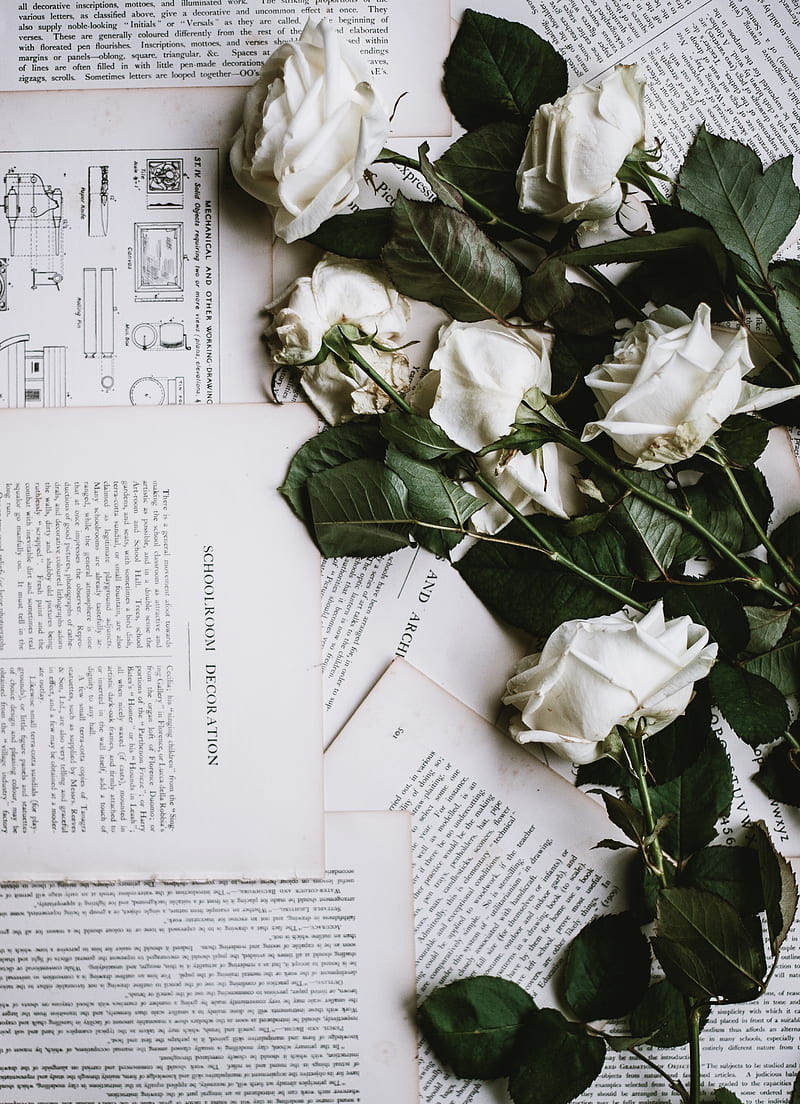 pages, paper, flowers, plants, white flowers, rose, HD phone wallpaper