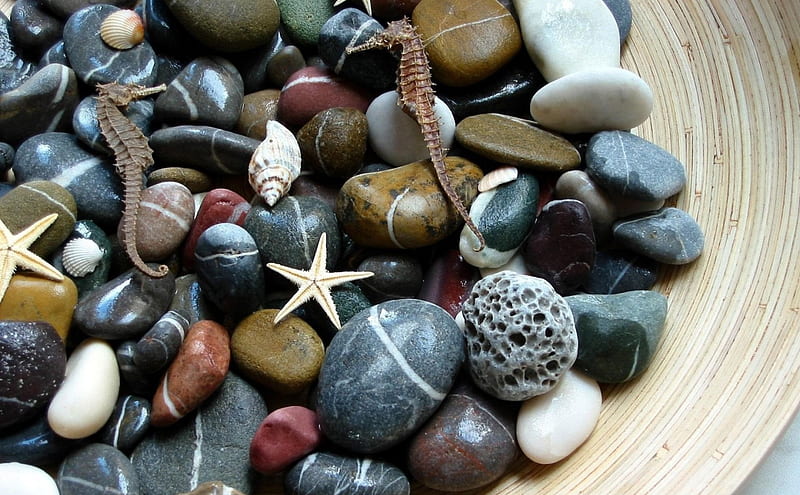 Aquatic Stones, seashells, rocks, water, stones, nature, aquatic, HD wallpaper