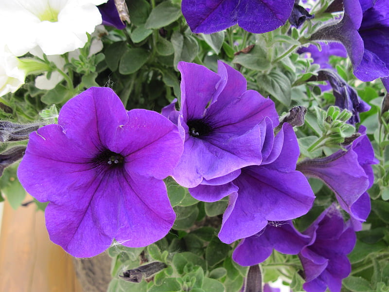 Purple Petunias 33, purple, green, flowers, graphy, white, petunias, HD wallpaper