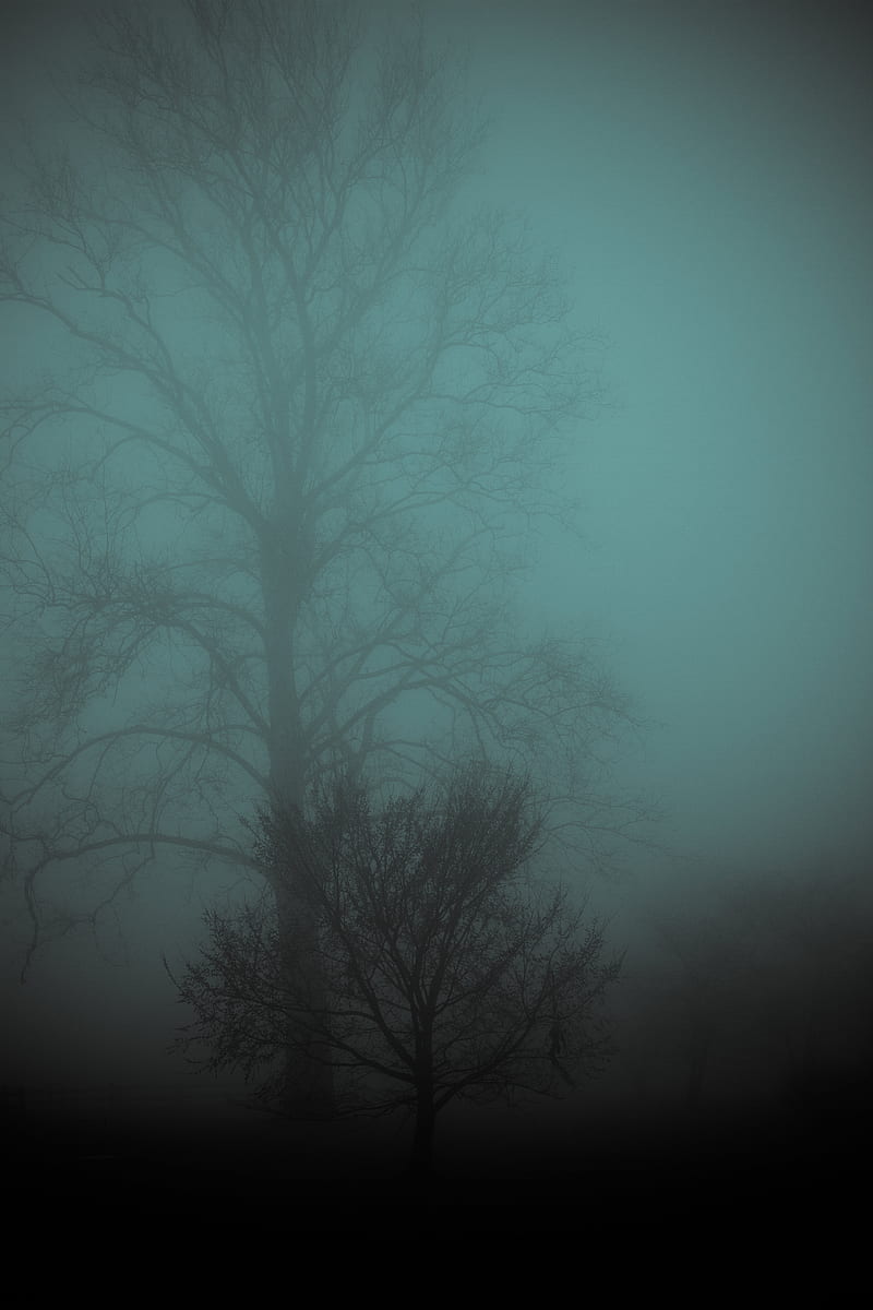 tree, fog, gloomy, HD phone wallpaper