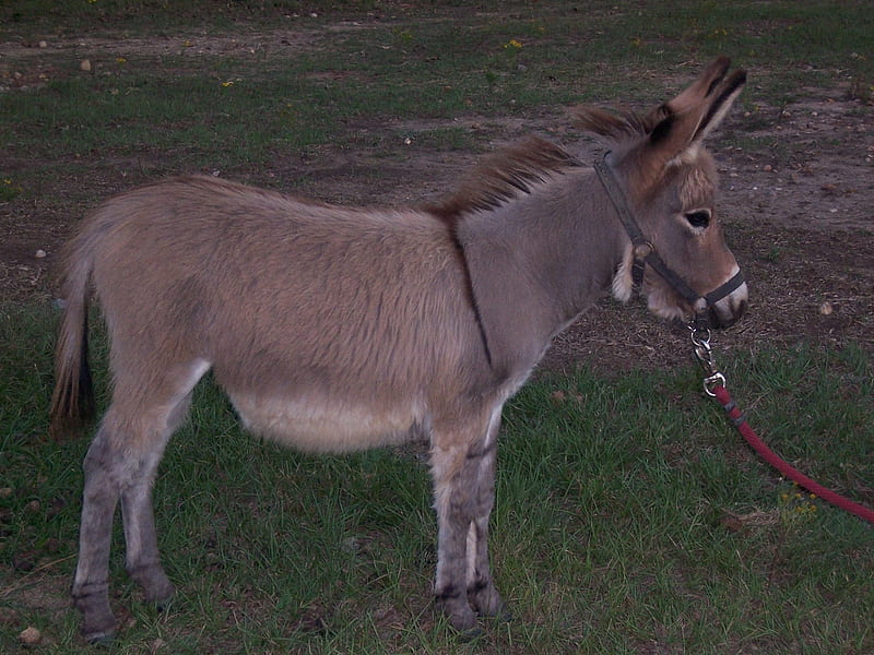 Miniature Burro, donkey, miniature, cousin, burro, HD wallpaper