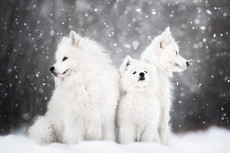 Dogs, Samoyed, Baby Animal, Cub, Dog, Puppy, Snow, Winter, HD wallpaper