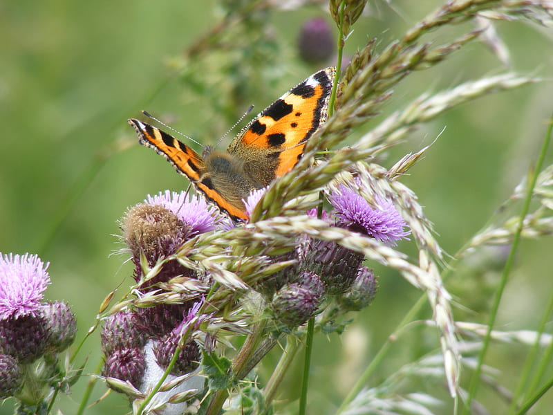 butterfly on thistle, thistle, butterfly, grass, field, HD wallpaper
