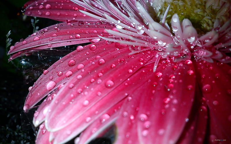Red daisies-Plant dew, HD wallpaper