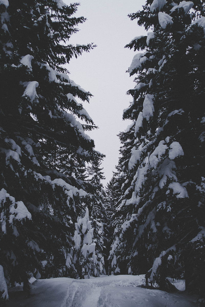 winter, forest, snow, trees, passage, HD phone wallpaper