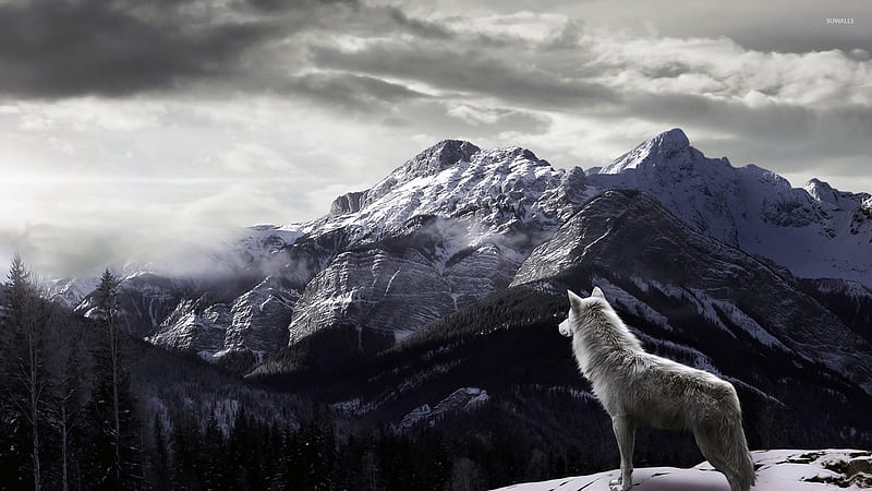 arctic wolf howling wallpaper
