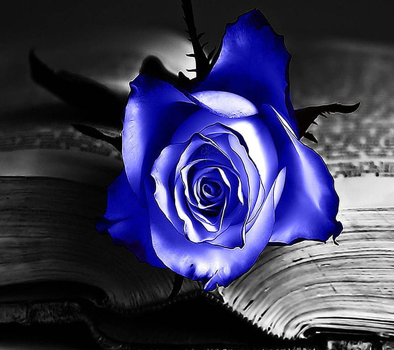 Blue roses, alone, book, rose, HD wallpaper | Peakpx