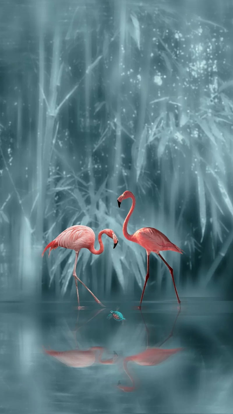 Pink, animal, birds, blue, couple, cute, nature, HD phone ...