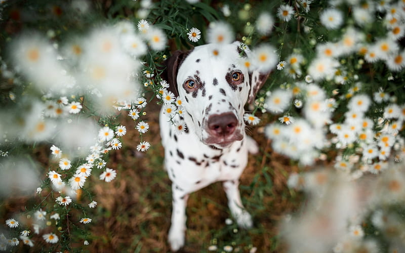 dalmatian, small puppy, white small dog, pets, spotted dog, cute animals, dogs, HD wallpaper