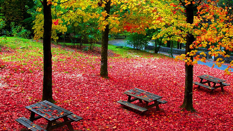 Autumn Foliage Beautiful Colorful Park With Wooden Benches Nature, HD wallpaper