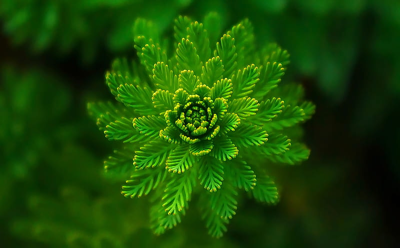 Green Leafed Plant Selective Focus graphy, HD wallpaper