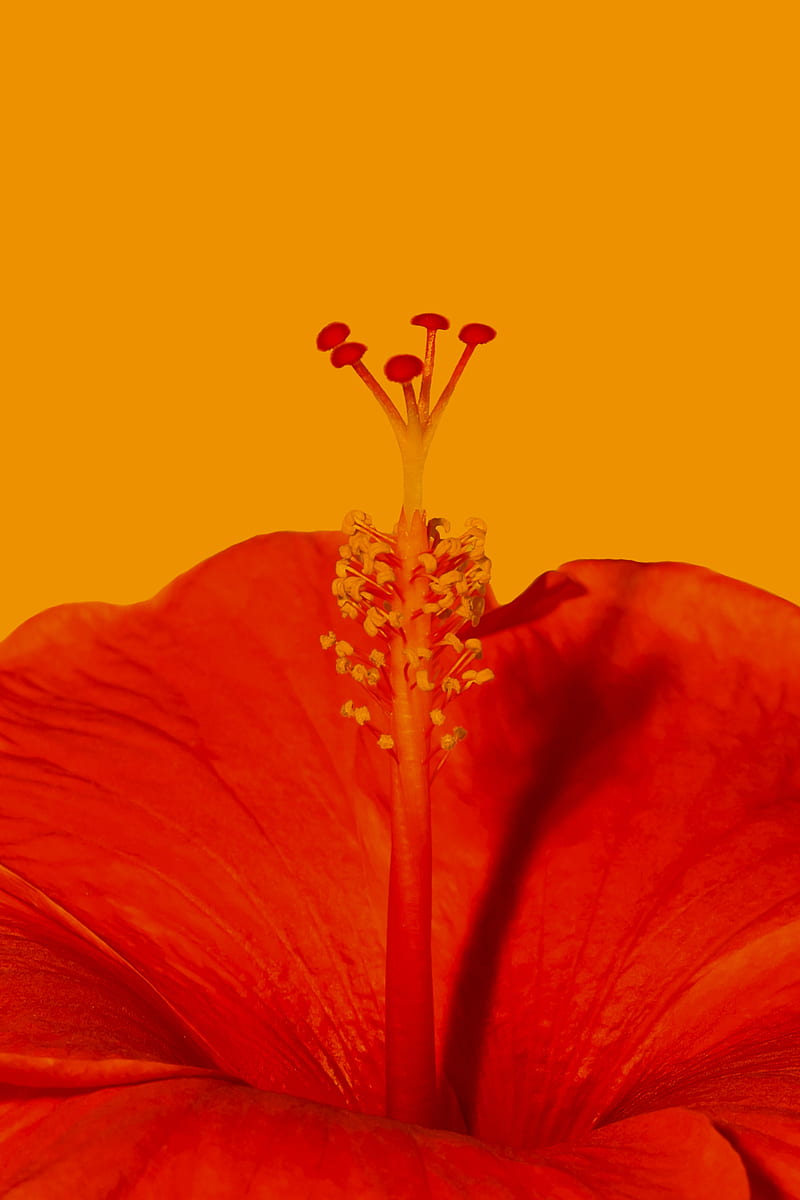 hibiscus, flower, macro, red, HD phone wallpaper