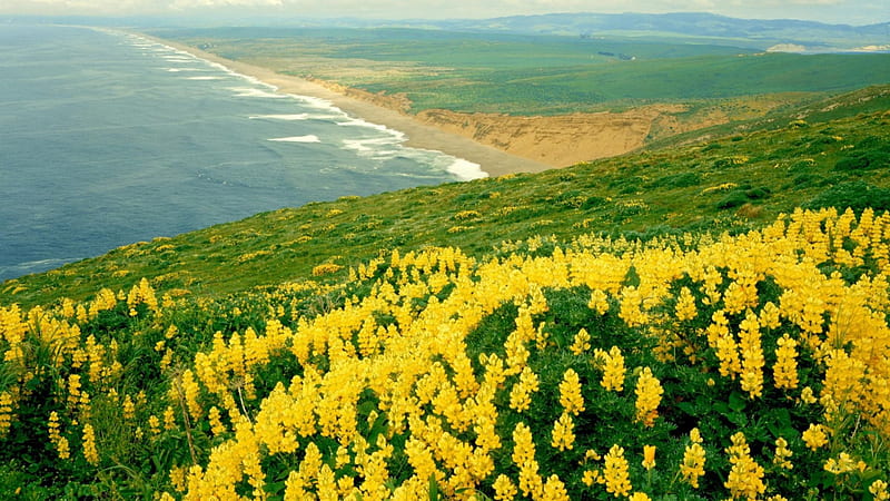 Mountain of Yellow Flowers, shore, grass, ocean, yellow, wave, mountain, water, green, large, flowers, nature, field, HD wallpaper