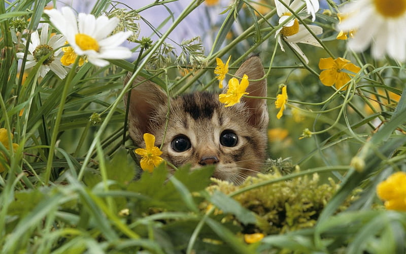 Cat Lost in Grass, lost, cute, cat, grass, HD wallpaper