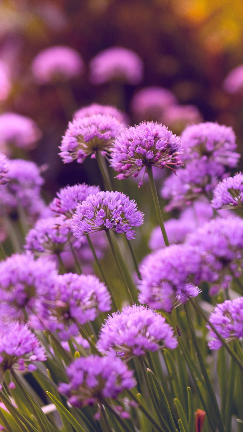 Purple Flowers , nature, HD phone wallpaper
