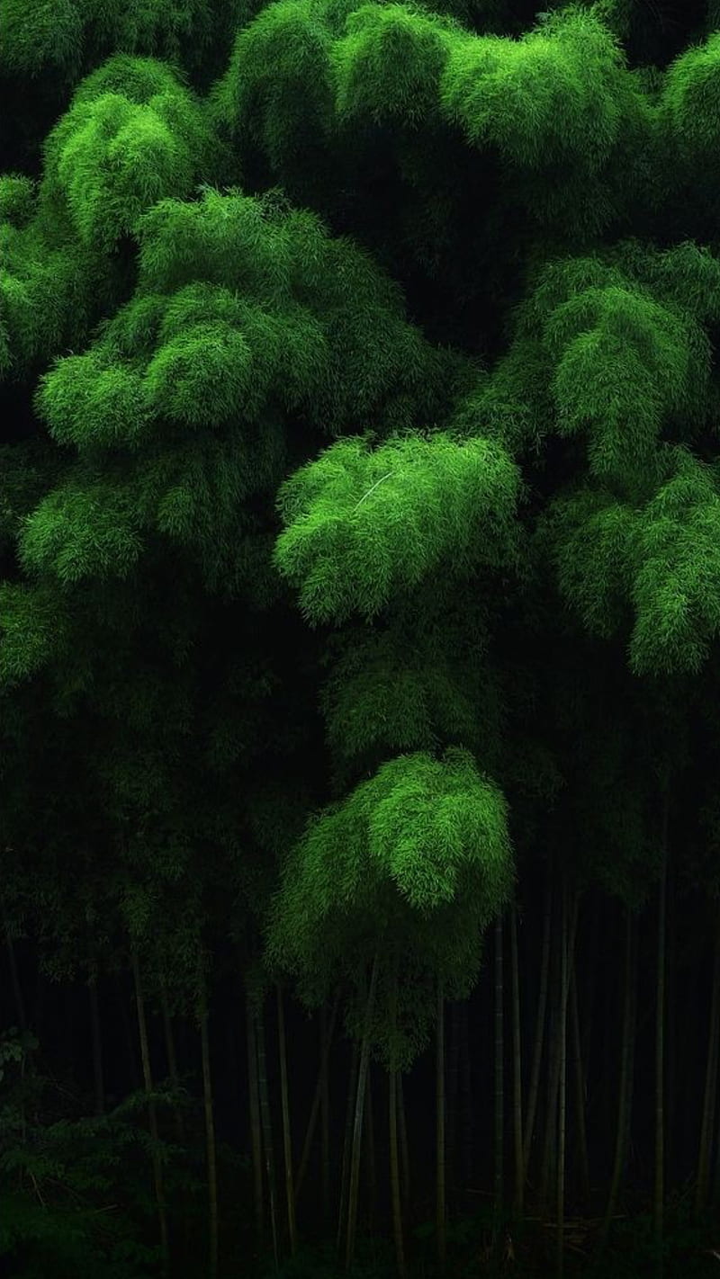 Bamboo, forest, garden, green, nature, HD phone wallpaper | Peakpx