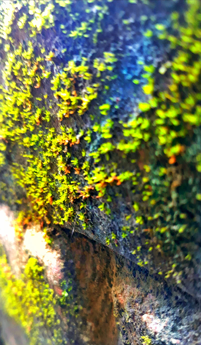 Wonderfull Nature, background, beautyfull, ja, HD phone wallpaper | Peakpx