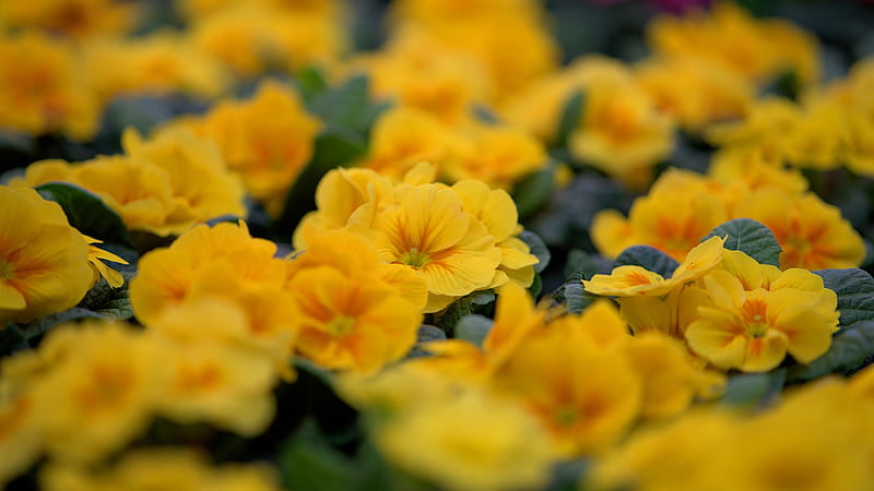 Earth, Primrose, Flower, Yellow Flower, HD wallpaper