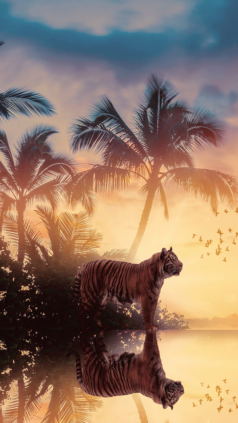 Sun Set Tiger, TM, tiger sun set tropical, HD phone wallpaper