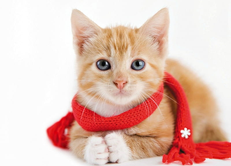 Kitten, red, craciun, orange, christmas, ginger, cat, animal, winter, sweet, cute, rachael hale, scarf, white, pisica, HD wallpaper