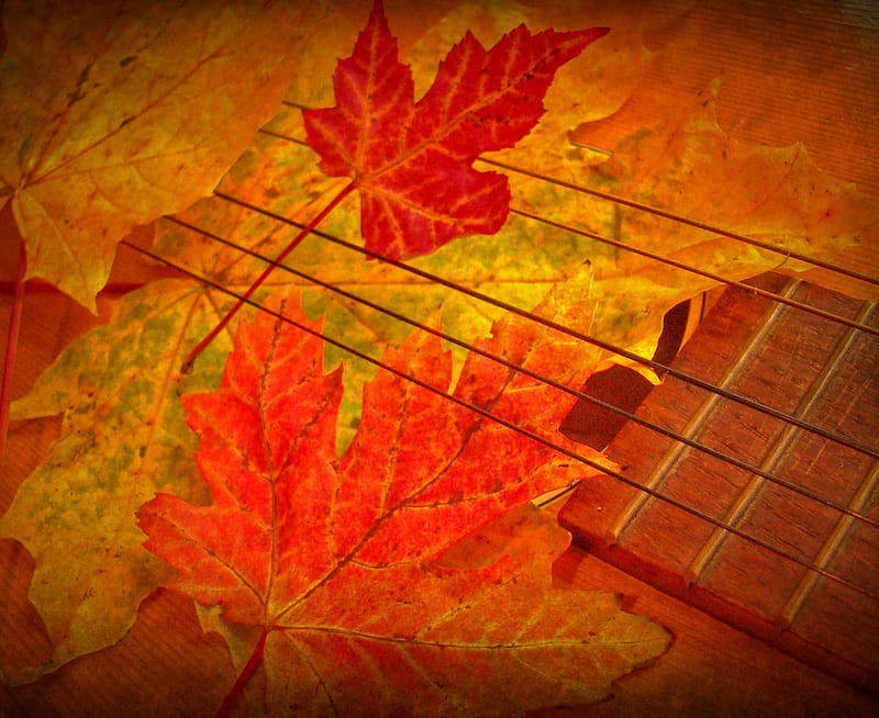 Music of autumn, autumn, leaves, orange, music, abstract, HD wallpaper