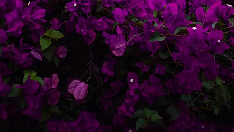 Dark Purple Flowers Green Leaves Purple Aesthetic, HD wallpaper