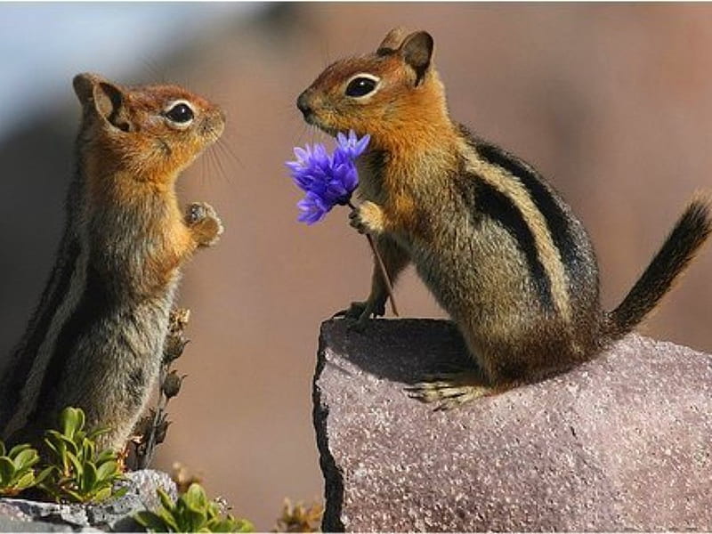 Will You Marry Me !, will you marry me, animals, squirrels, HD wallpaper