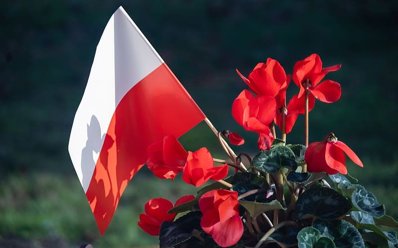 Cyclamens and Flag of Poland, cyclamens, Poland, flag, red, HD wallpaper