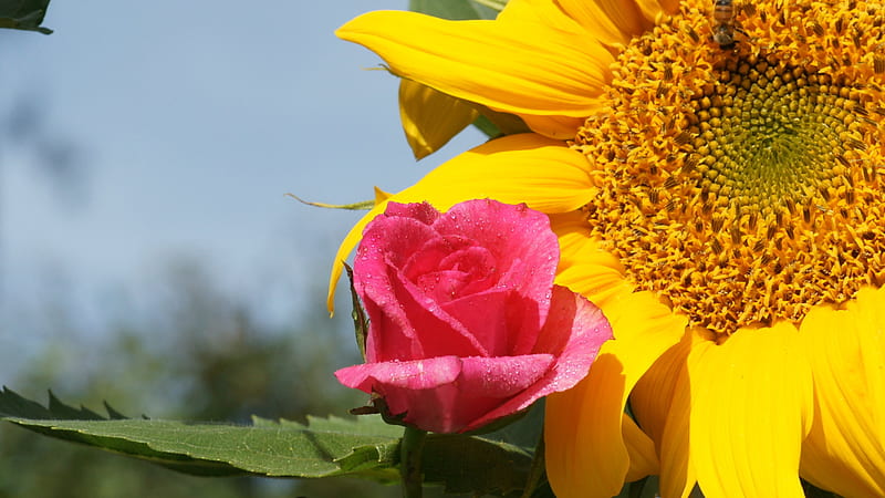 A Sunflower and a Rose All in One , outside, sunflower, rose, leaf, HD wallpaper