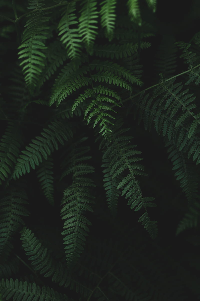 fern, leaves, plants, HD phone wallpaper