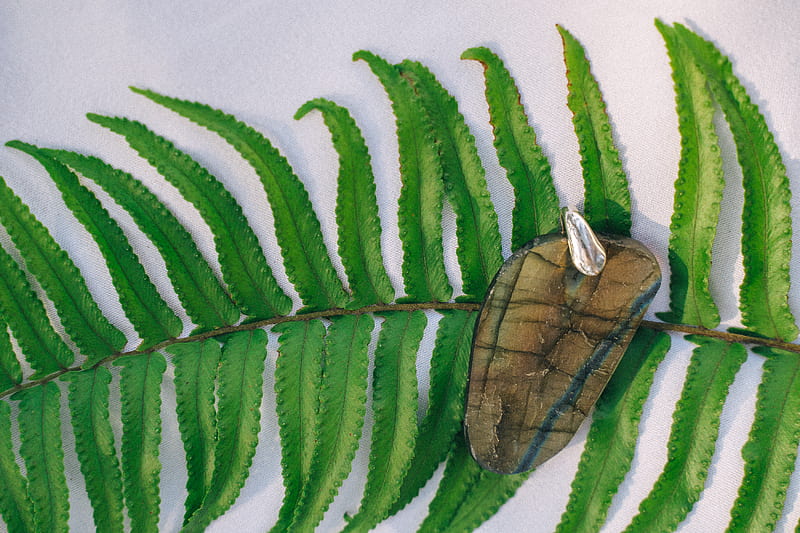 Brown Moth on Green Leaf, HD wallpaper