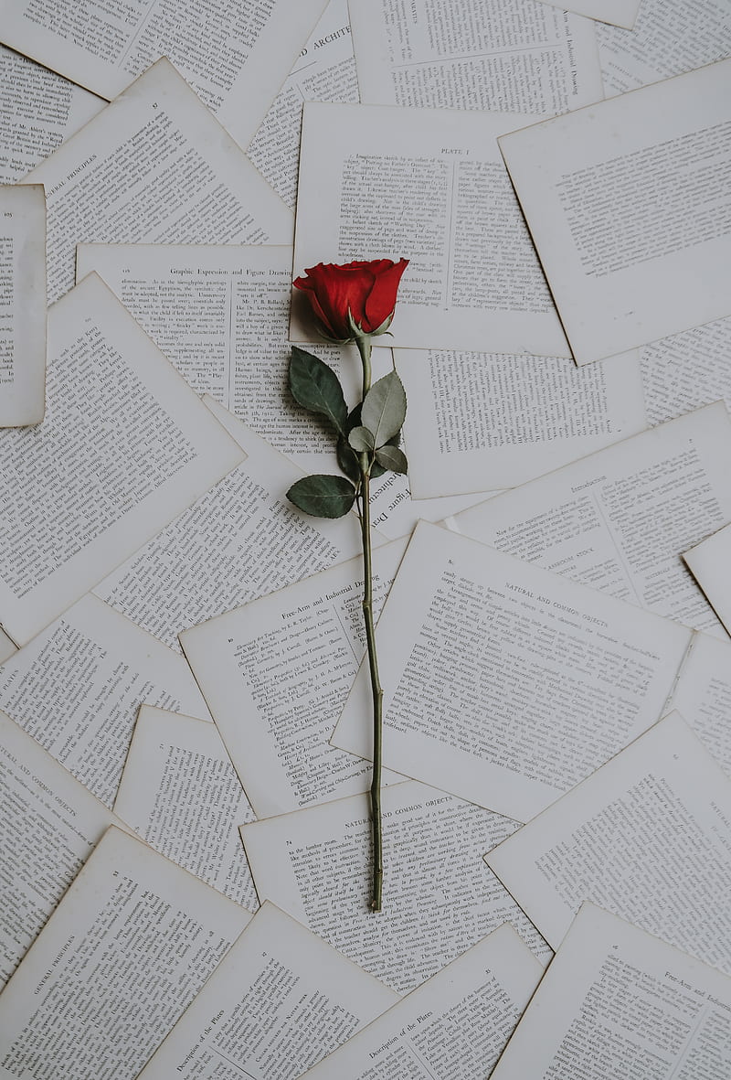 red rose on book sheets, HD phone wallpaper