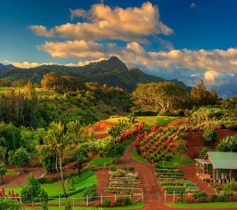 Tropical Hawaii, hawaii, mountain, nature, palm, path, plant, tree, HD wallpaper