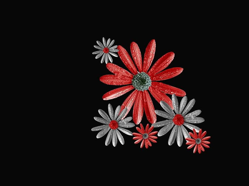 red and white daisy 1024x768.jpg, red, white, daisy, HD wallpaper