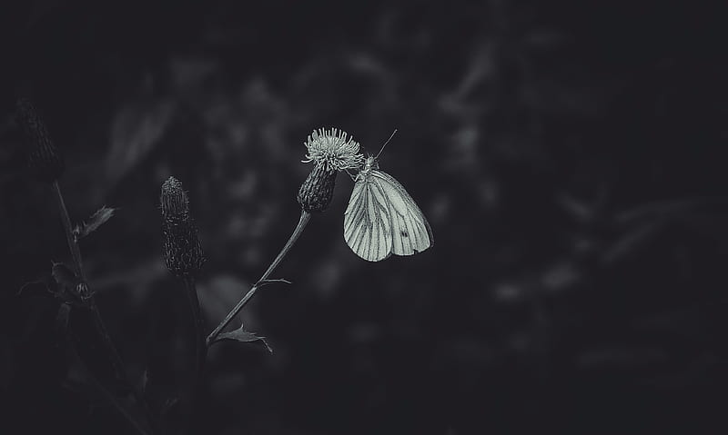 black-veined white, butterfly, flower, thistle, macro, black and white, HD wallpaper