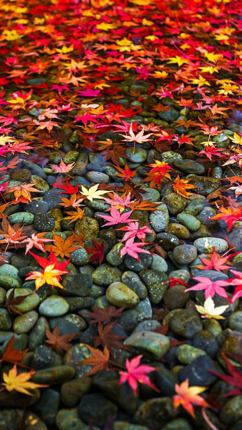 Leaves, autumn, water, HD phone wallpaper
