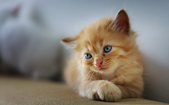 Little ginger kitten, fluffy little cat, cute animals, cats, blue eyes ...