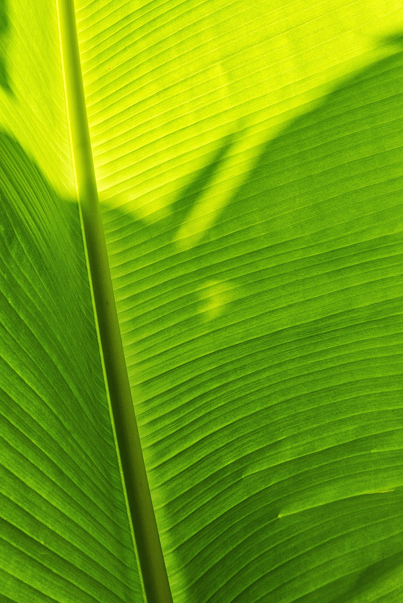 leaf, plant, green, shadow, HD phone wallpaper