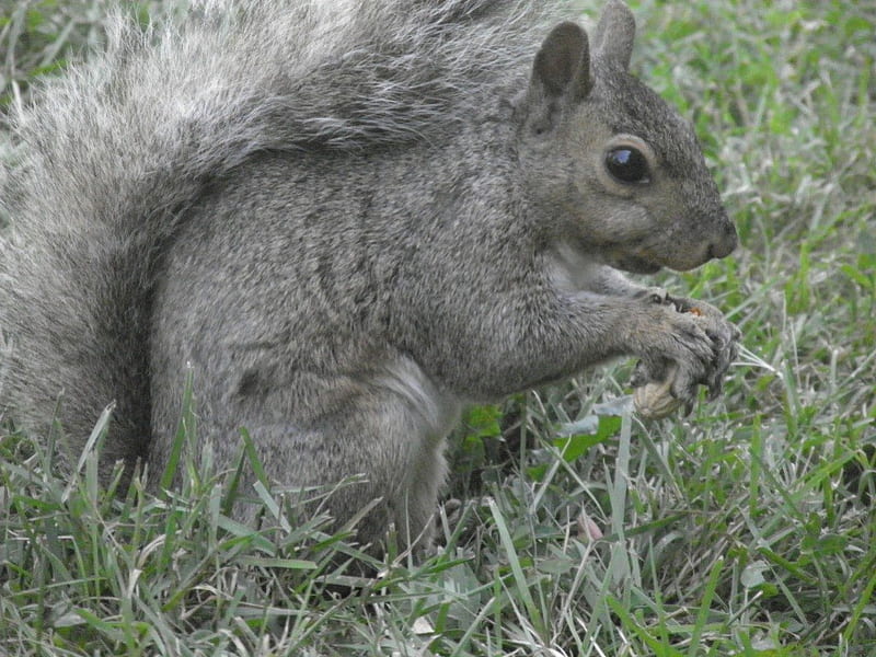 squirrel hungry, hungry, outside, peanut, gray, HD wallpaper