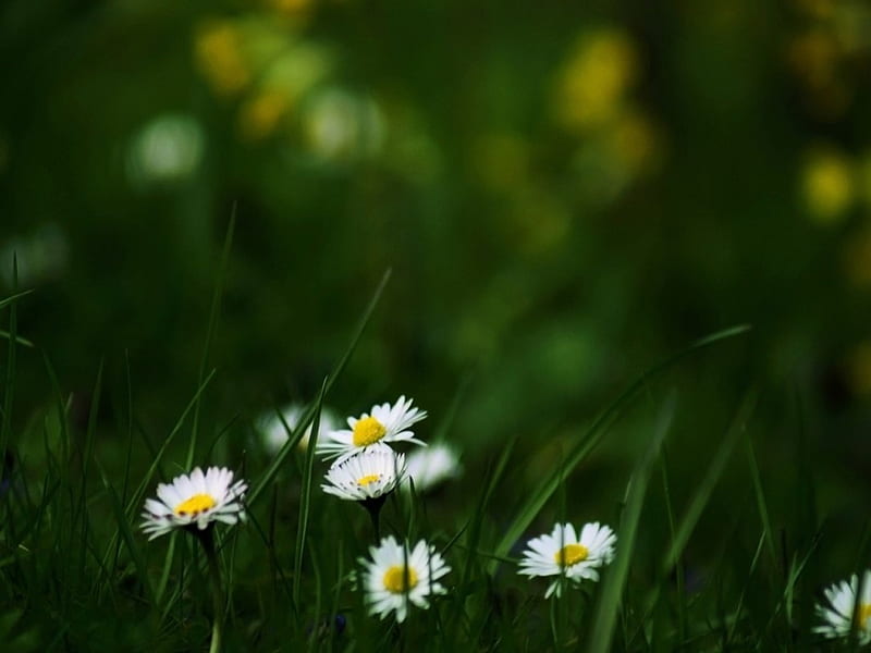 Daisies in the grass, daisies, flowers, nature, grass, HD wallpaper ...