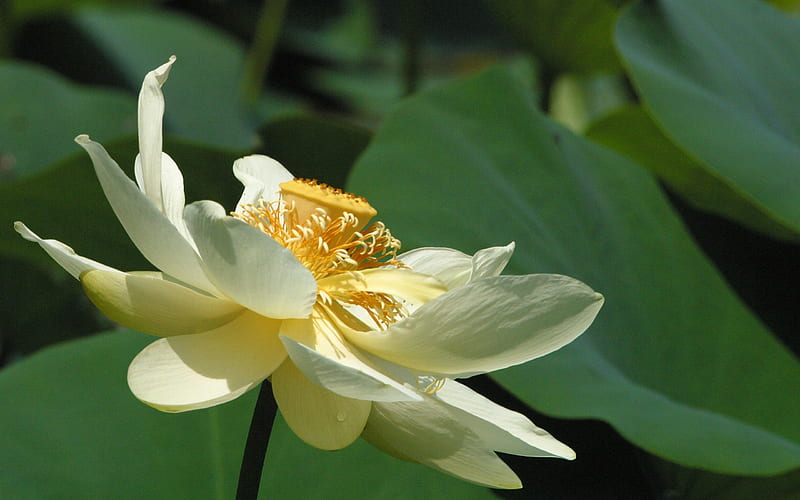 Isolated lotus-Life because of you beautiful, HD wallpaper