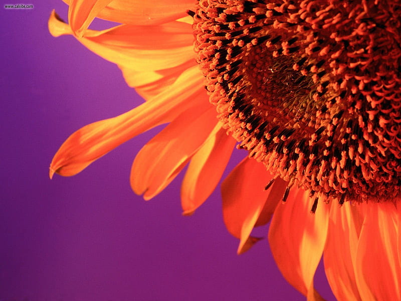 HD wallpaper sunflower bliss closeup sunflower purple