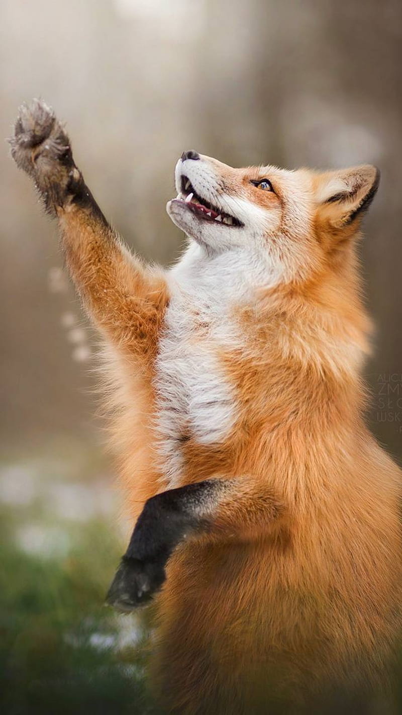 Fun Fox, adorable, awww, cute, fun looking, HD phone wallpaper