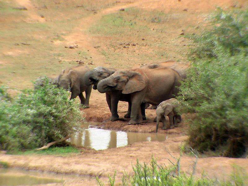 Elephants at the Addo Waterhole., shantyman, young, water, addo, familly, south africa, HD wallpaper
