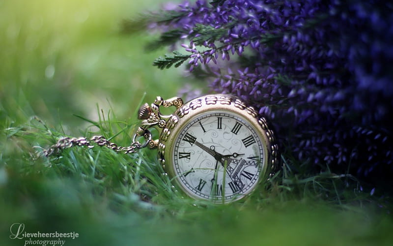 Life is time, time, flowers, nature, bonito, Lavendar, HD wallpaper
