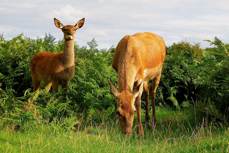 brown deer on green grass field during daytime, HD wallpaper