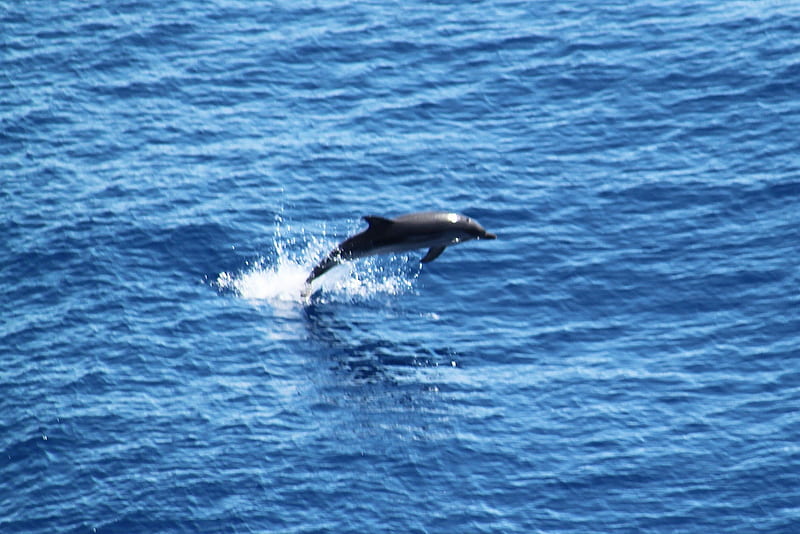 A Jumping Dolphin, mediterranean sea, water, dolphins, fish, jump, animals, sea, blue, HD wallpaper